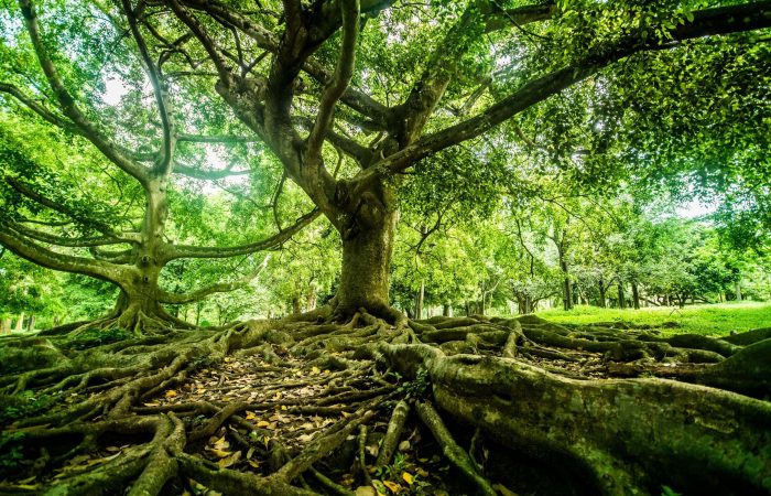 Giant tree at Royal botanical garden, Peradeniya, Sri Lanka